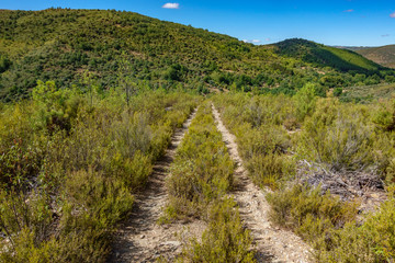 Fototapeta na wymiar Old track in the middle of the bush