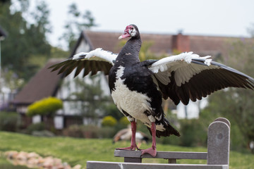 Male Spur-winged goose flapping its wings.