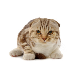 Marble brown Scottish fold kitten