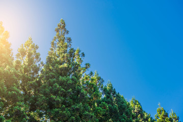 Fototapeta premium Pine row in blue sky on the background in the morning .