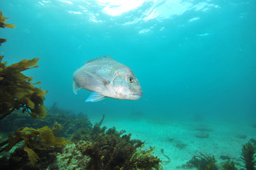 Large Australasian snapper Pagrus auratus turning in front of camera.
