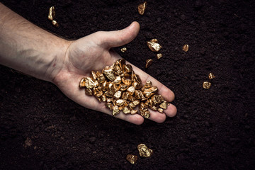 Gold nuggets the hands of the miner.  The working hands of a peasant with pure gold. top view