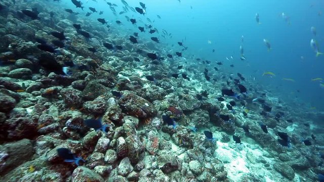 Coral reef alive with redtooth triggerfish, yellow and blue fusilier, and other reef fish at Pulau Weh, Indonesia 