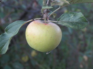 Green apple with leaves on the twig