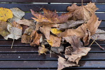 Yellow and orange fallen autumn leaves on wooden bench - view from top. Autumn approach, season change concept