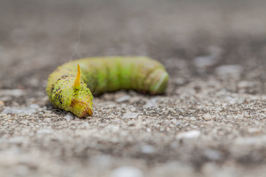 Big green worm walk on the ground