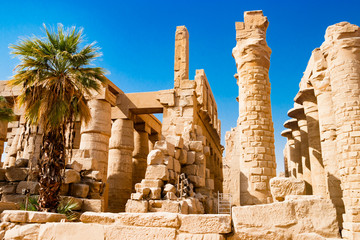 Palm tree near egyptian columns in Luxor, Egypt