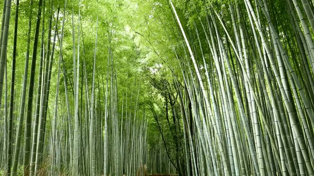Green Bamboo forest