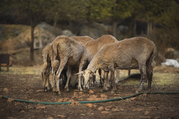 Fototapeta premium Sheep after Shearing