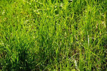 Green grass background