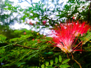 Beautiful red flower blooming outdoors