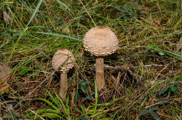 The parasol mushroom