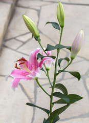 Close up of pink lily flower