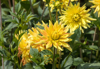 Head of  yellow dahlia flower in summer garden
