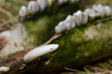 Aper skull