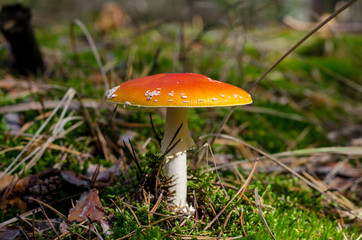 Amanita mushroom