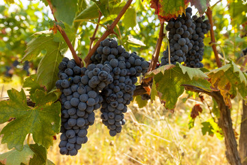 Fototapeta ripe red grape clusters on the vine obraz