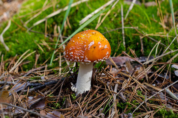 Amanita mushroom