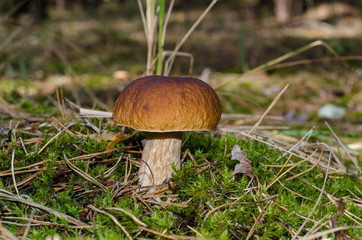 Edible mushroom