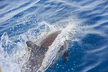 Tuinposter Dolfijn Beautiful dolphin watching