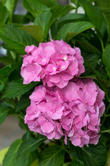 Close up of pink hortensia flower