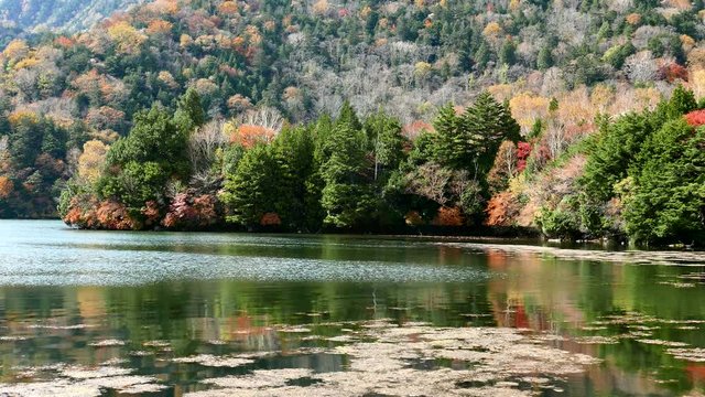 Autumn forest lake
