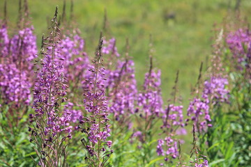 lupins