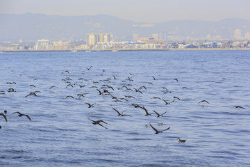 Group of Seagull flying over the sea