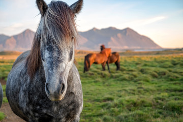 Fototapeta premium Close portrait of wild icelandic pony in a late evening light.