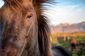 Detail view of wild icelandic pony in a late evening light.