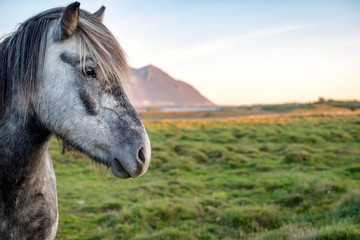 Fototapeta premium Portrait of wild icelandic pony in a late evening light.