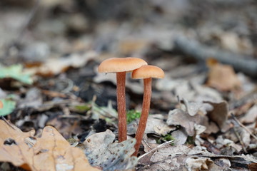 Zwei Hallimach-Fruchtkörper