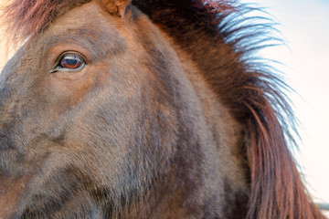 Fototapeta premium Portrait of wild icelandic pony in a late evening light.