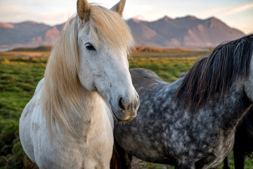 Fototapeta premium Portrait of wild icelandic pony in a late evening light.