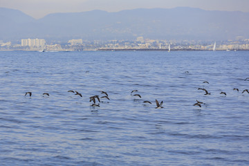 Group of Seagull flying over the sea