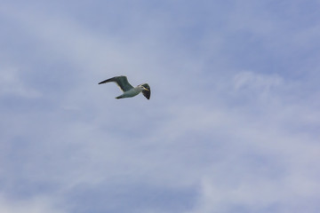 Single Seagull flying over the sky