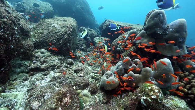 Orange anthias and other reef fish underwater at Pulau Weh, Aceh 