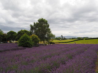 Fototapeta na wymiar Lavendelfeld in Neuseeland