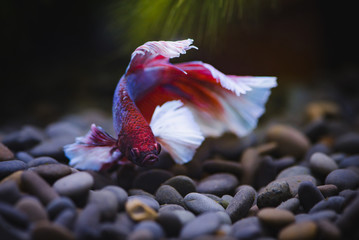 Fototapeta premium Big era Siamese fighting fish
