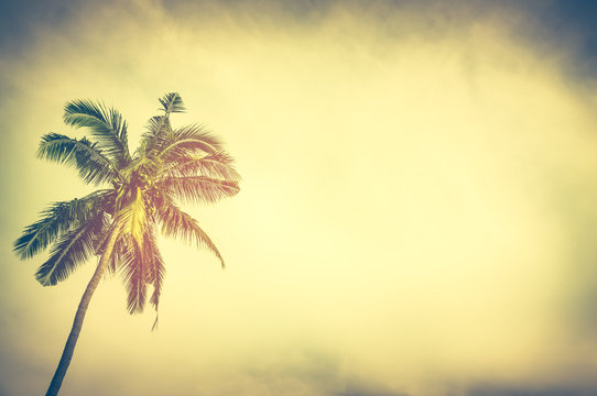 Coconut palm tree under sunset sky in the evening with copy space. Vintage tone.