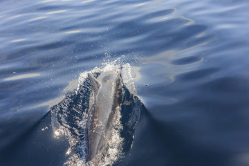 Obraz premium Beautiful dolphin watching