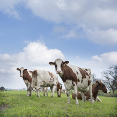 Fototapeta na wymiar red and white cows under blue sky in green meadow near utrecht in holland