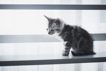  kitten sitting on white wooden shelf