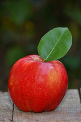 Red apple on a white background.