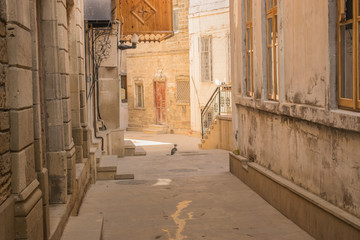 Baku, Azerbaijan - September 20, 2017. old town and street cat