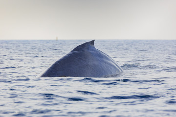 Humpback Whale watching