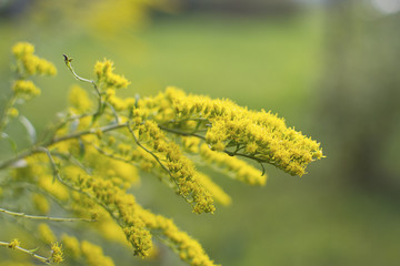 желтые цветы в парке утром. жёлтая ветка мимозы на фоне зелёной травы.