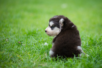 siberian husky puppy on grass