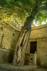 Naklejka premium old architecture and old tree