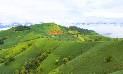 Obraz premium Soybean field ripening on mountain and stone, agricultural landscape